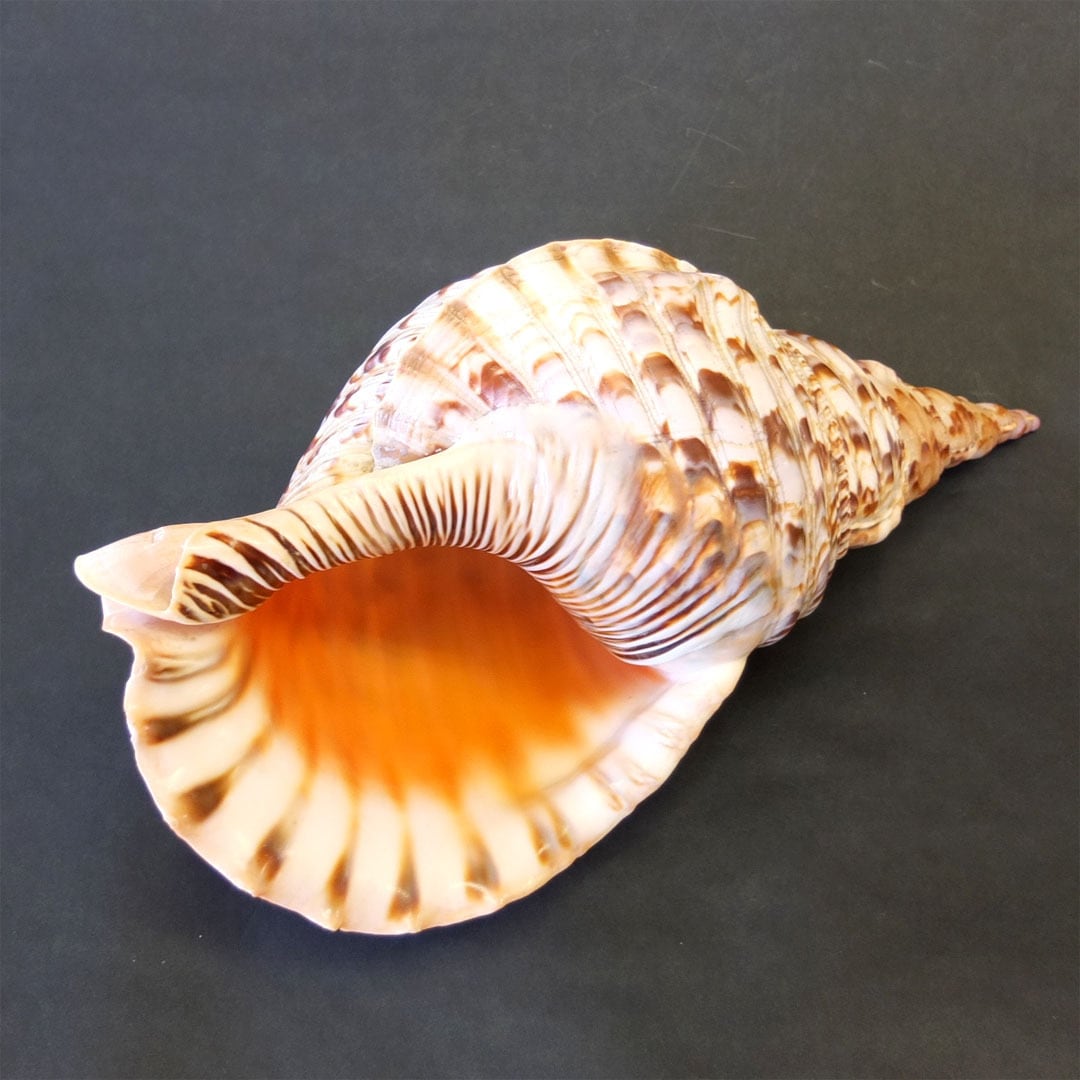 激レア長崎県産法螺貝ホラガイ