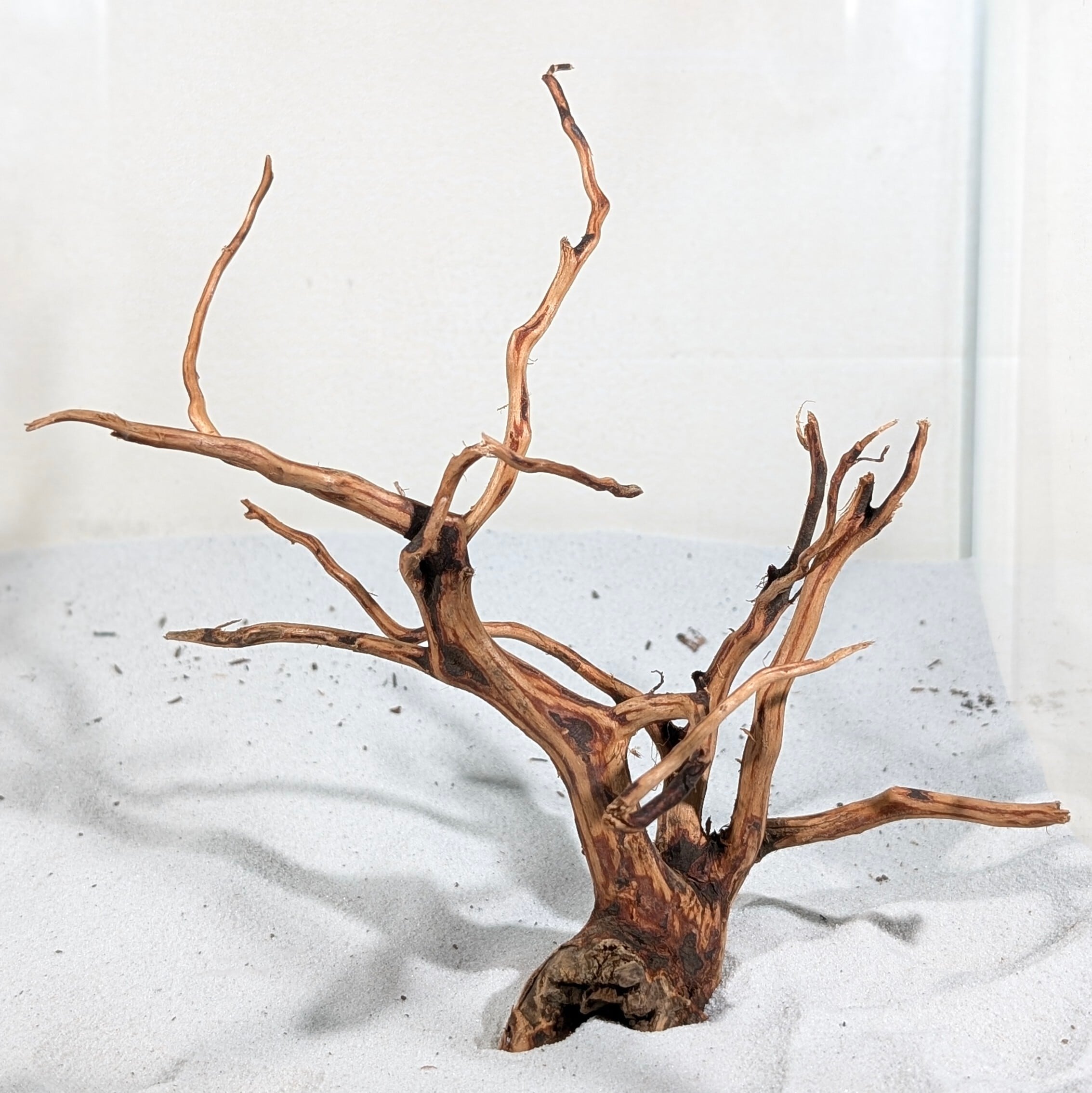 スマトラブランチウッド【SBC101】流木 アクアリウム 水槽 熱帯魚