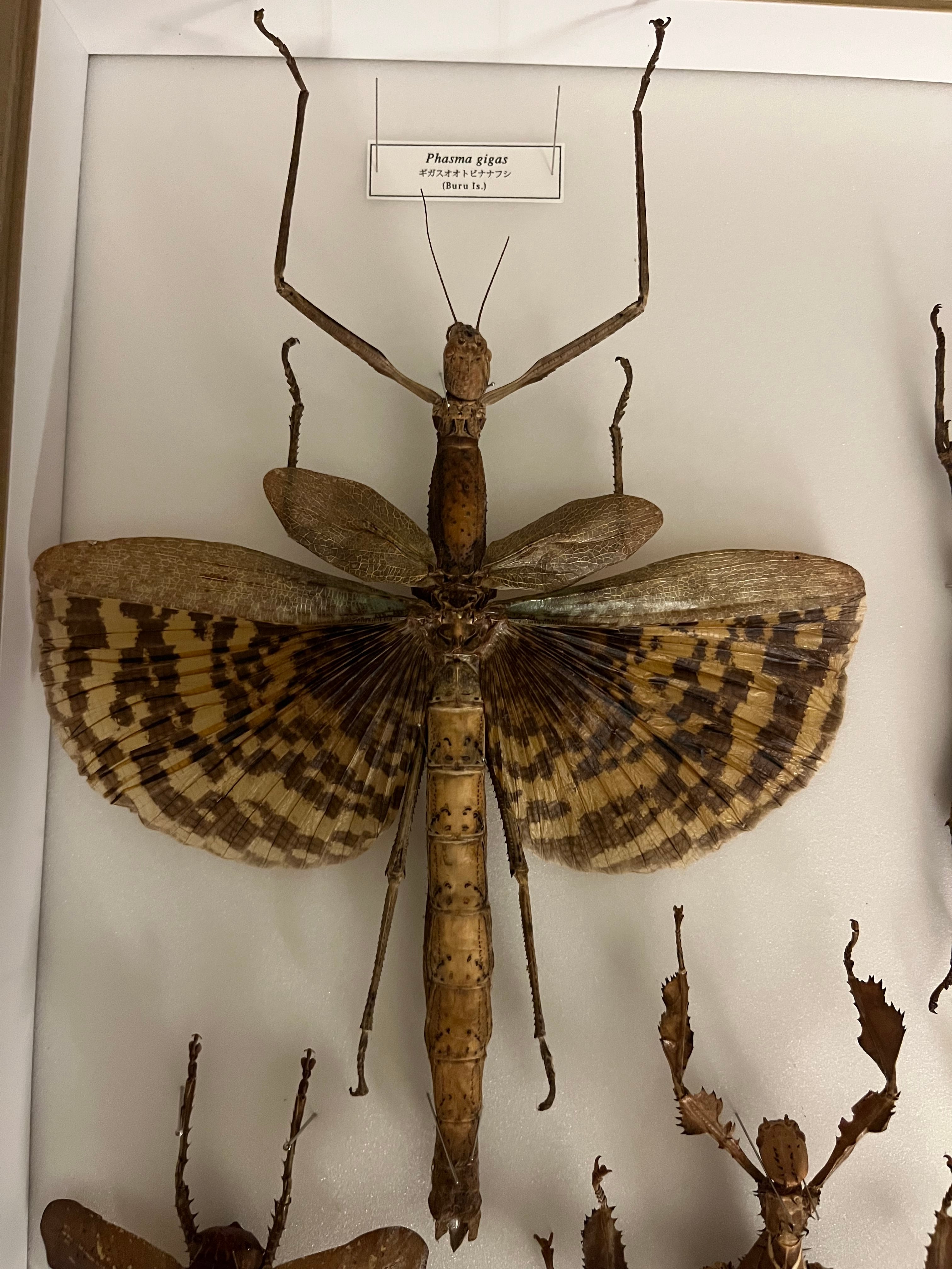 500mm程】マレーシアの超巨大ナナフシ ギネス 昆虫標本 500mm程