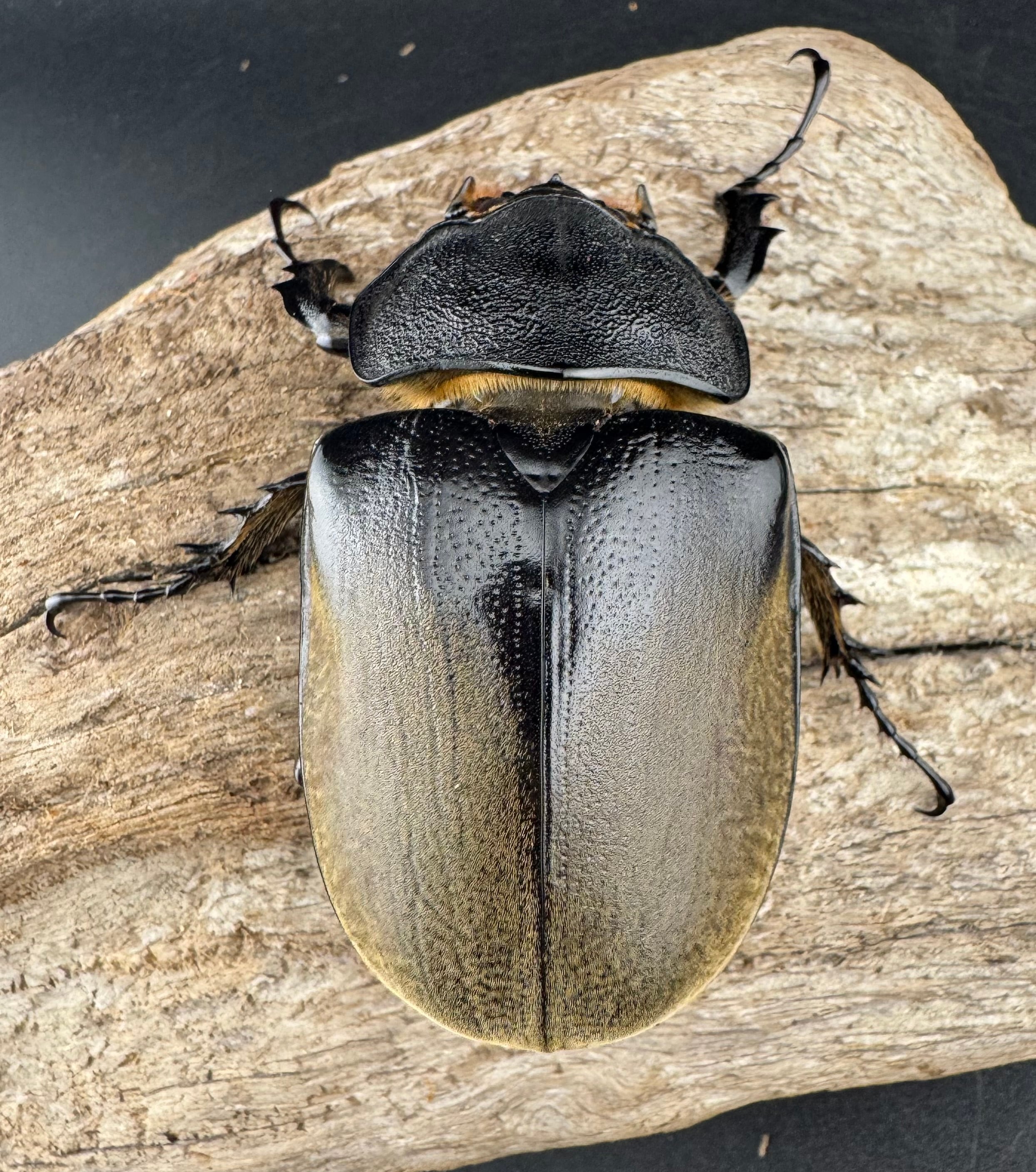 即ブリ《エレファスゾウカブト 114mm B品ペア》 | KPW公式オンライン