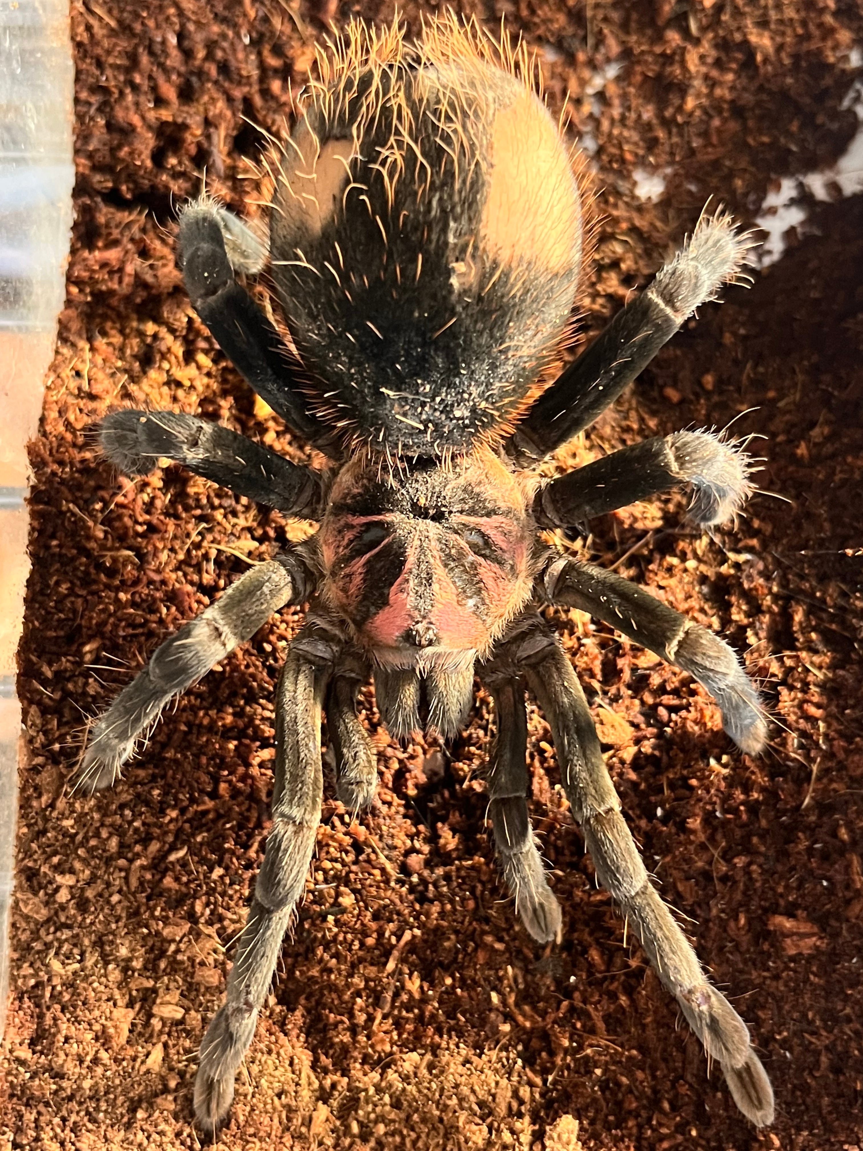 DXタランチュラアピス。 Xenesthis（ゼネスティス）属の飼育方法 | 奇