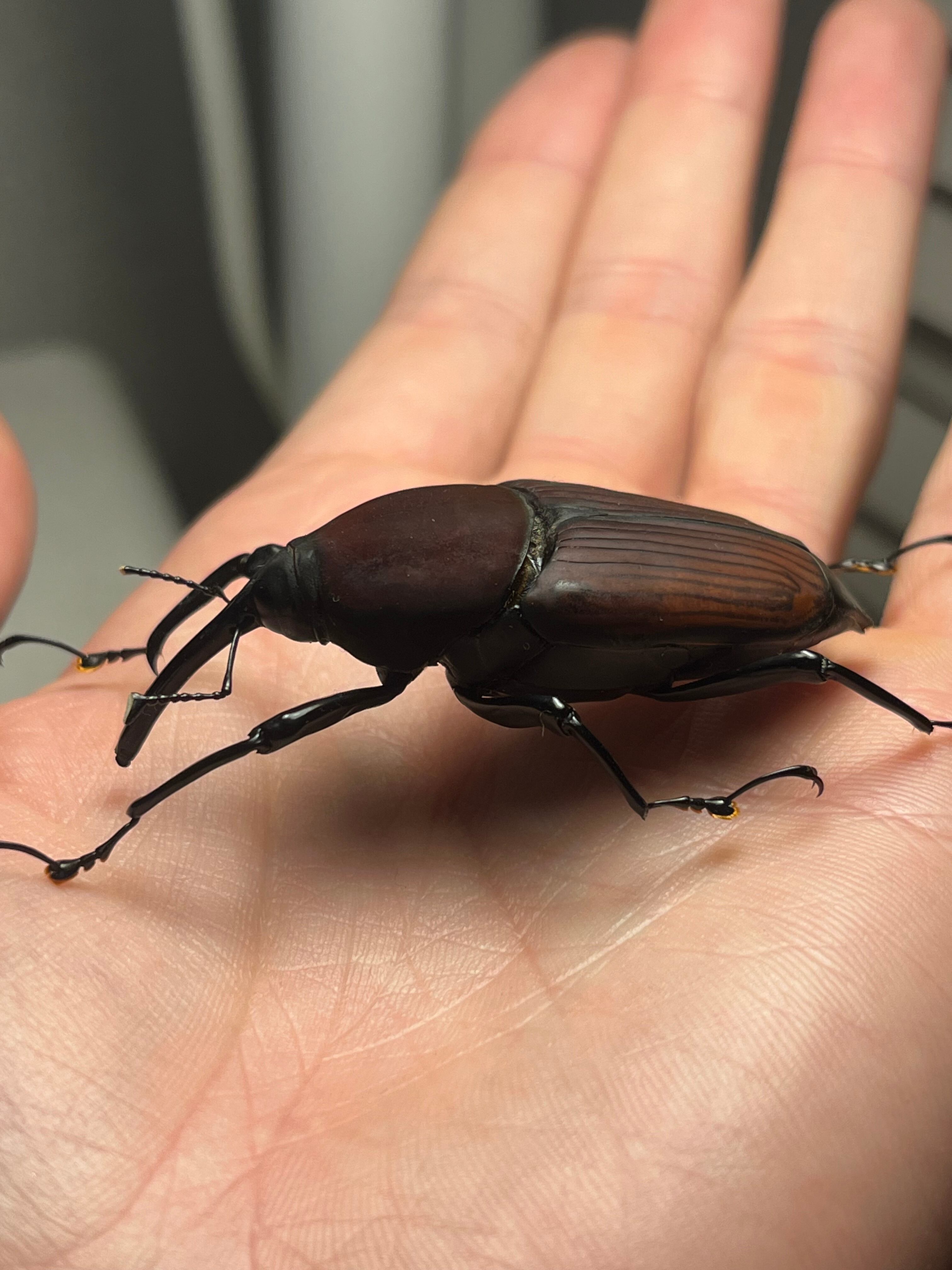 56mm】タイショウオサゾウムシ カミキリ昆虫ゼリー標本甲虫フンチュウ