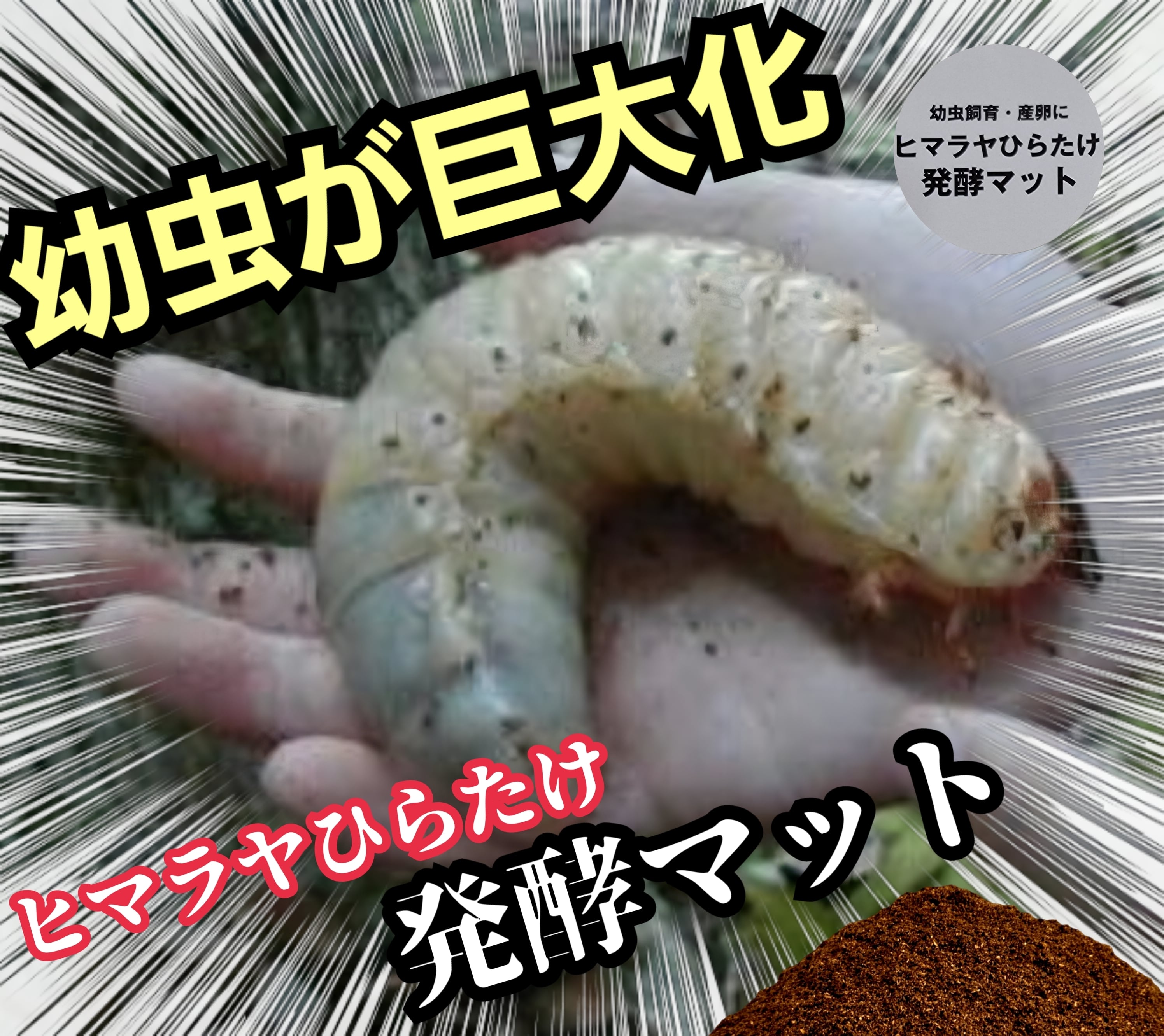 カブトムシ幼虫が大きくなります！ 国産88ミリ羽化実績多数！ヒマラヤ