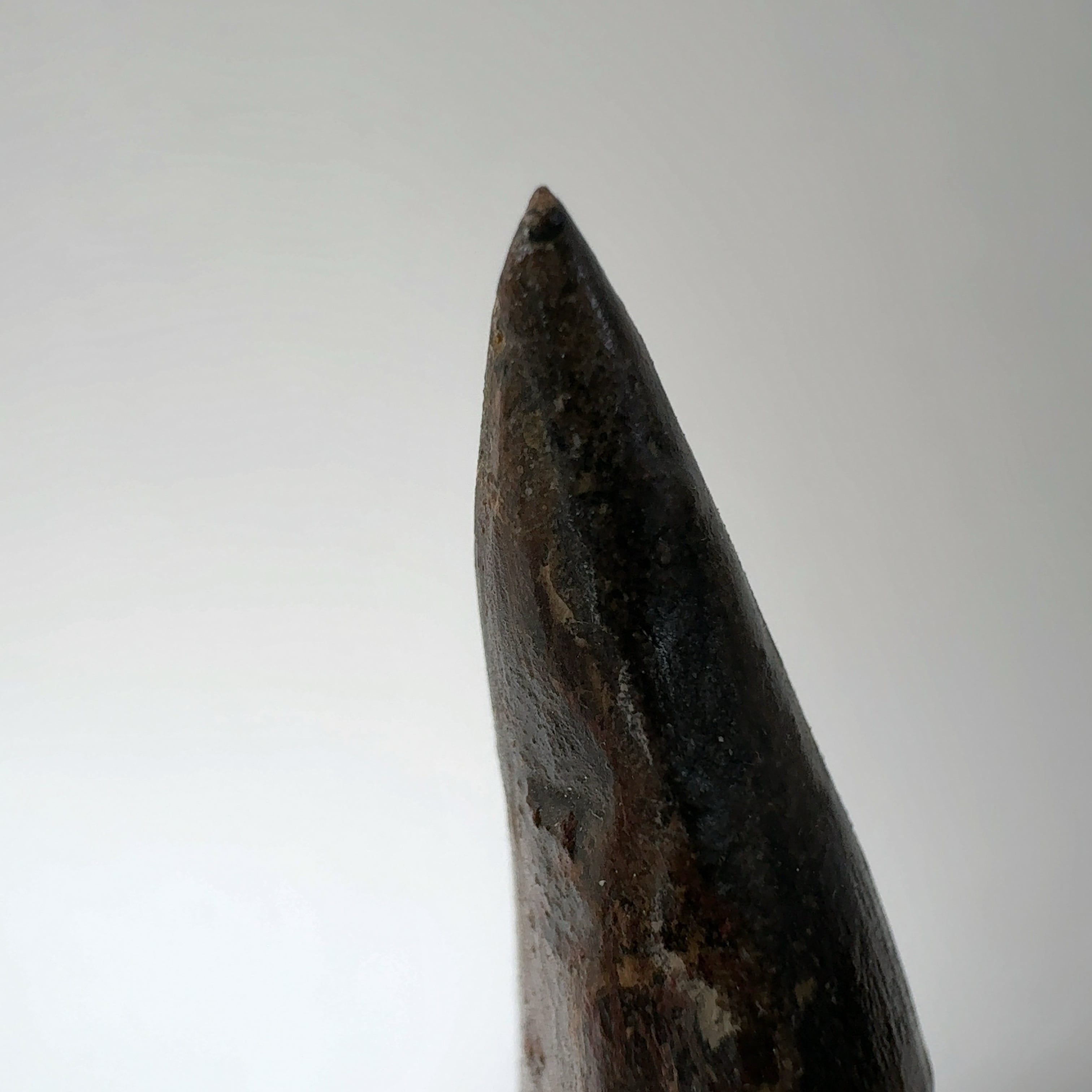 E24840】本物 特大 スピノサウルスの歯化石 スピノサウルス 歯 化石