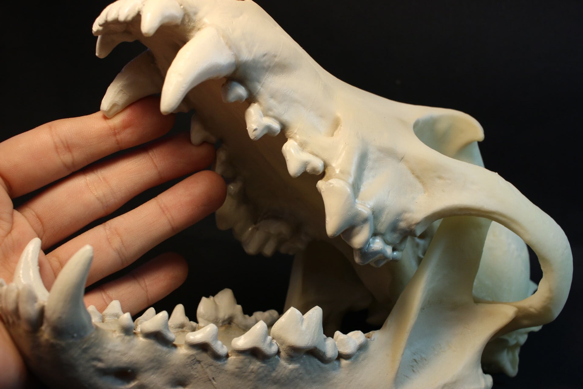 タイリクオオカミ 頭骨レプリカ | アンフィ合同会社