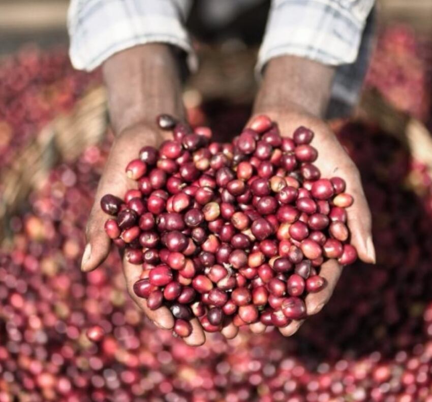 ケニア シンバ AB-TOP 5kg コーヒー生豆 ケニア シンバ AB-TOP 5kg