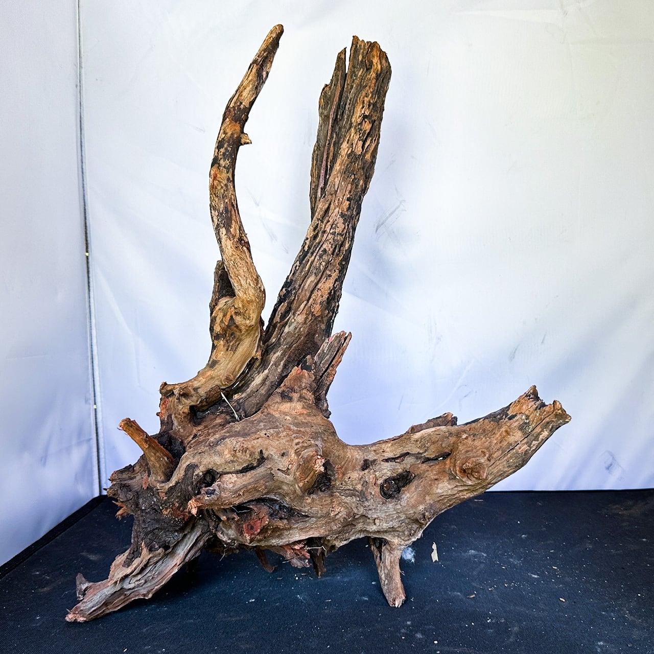原生の力宿す孤高の流木】ディープホーンウッド/Deep Hornwood #大型
