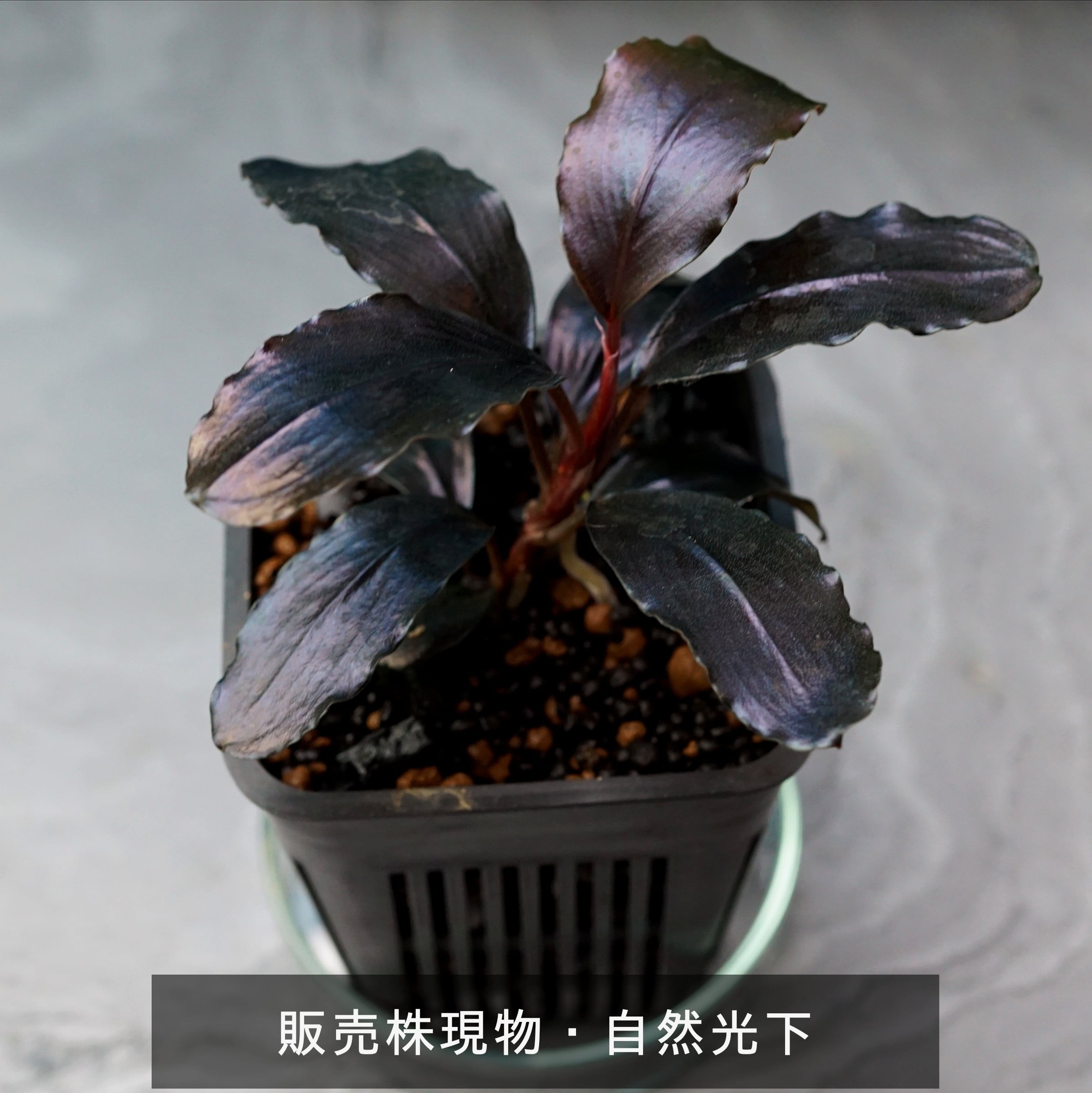 碧葉さんBUCEPHALANDRA