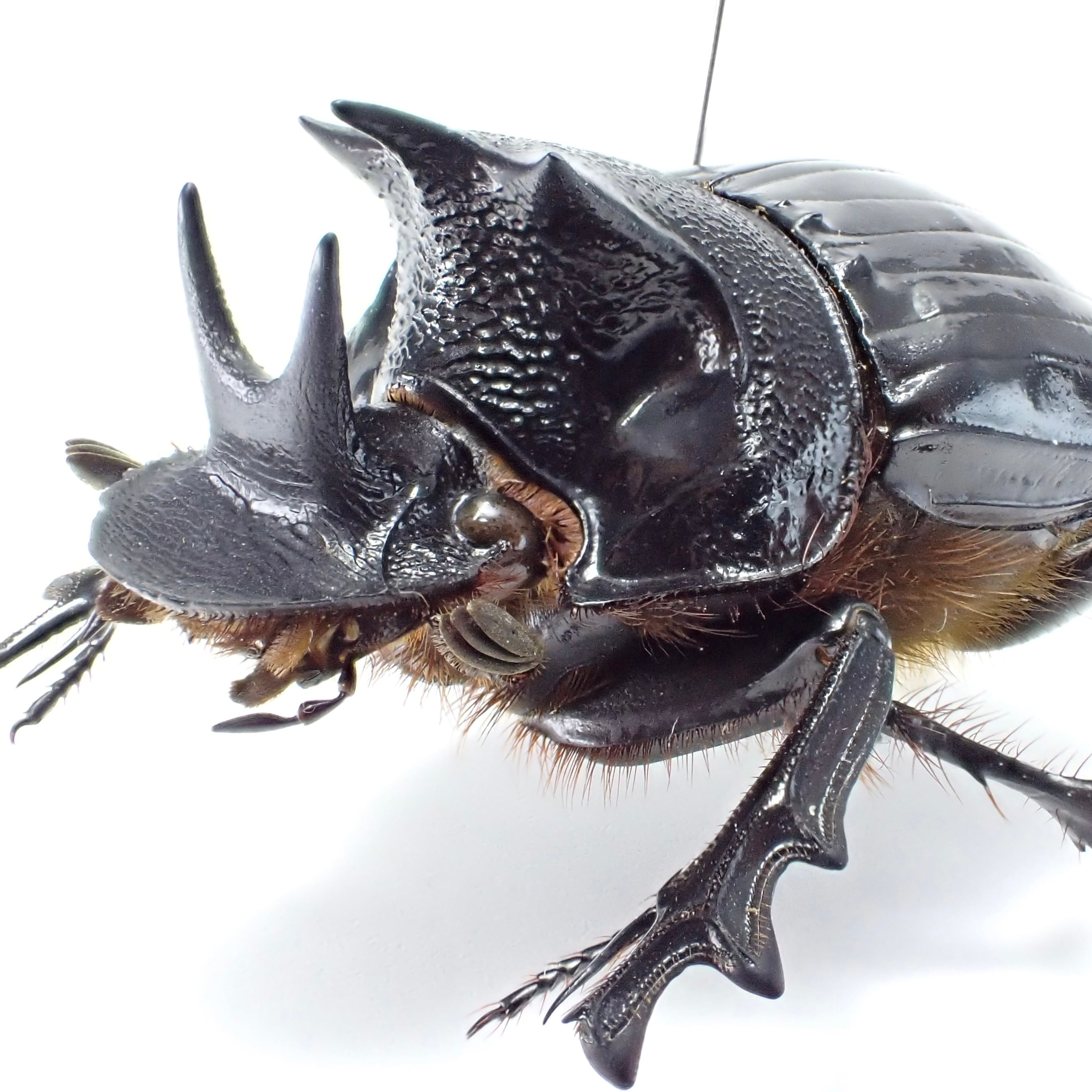 ○○ダイコクコガネ♂ 札幌市！○○絶滅 国産 日本産 日本産甲虫 国産