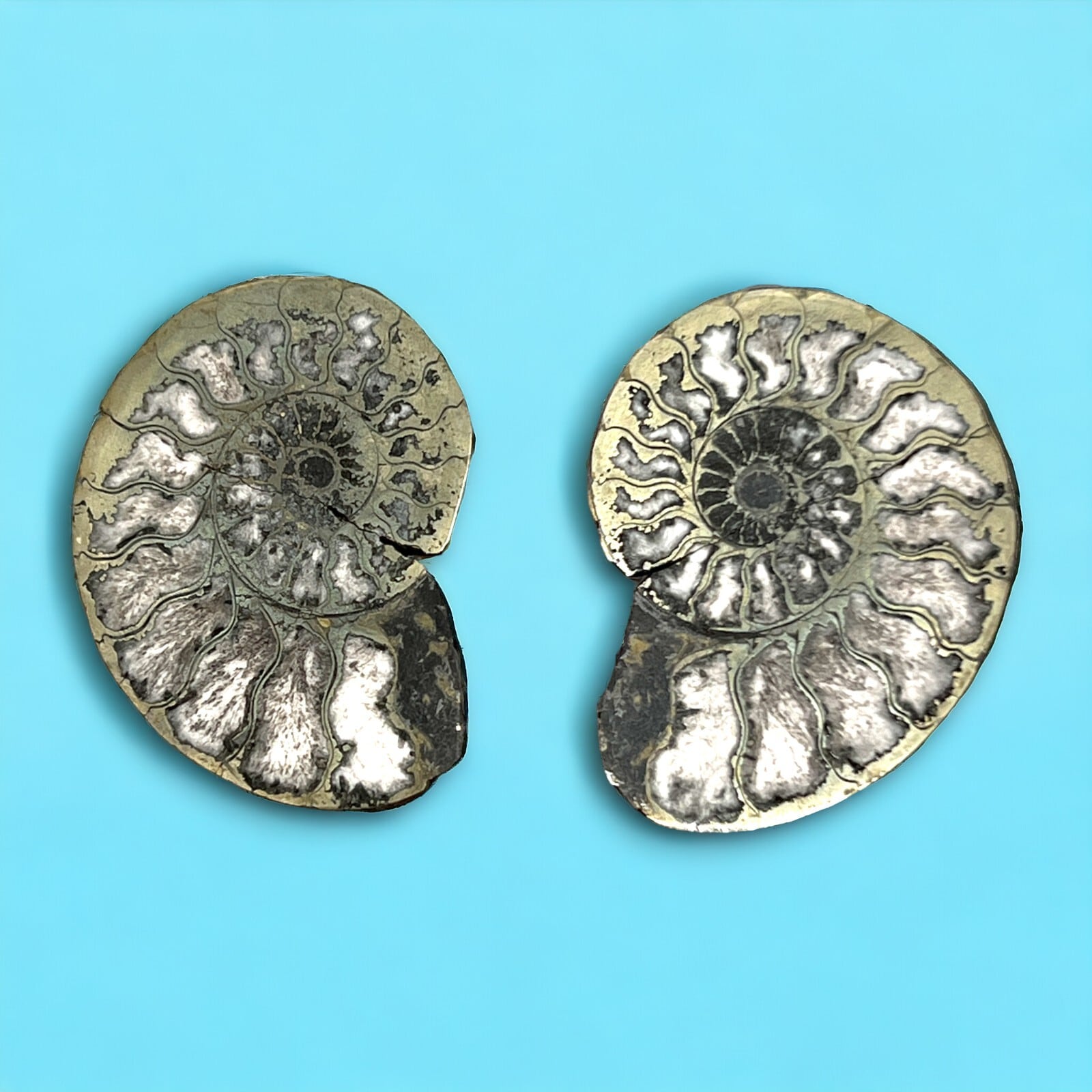 アンモナイト2個セット【32g】 化石 スライス 銅化 黄鉄鉱化