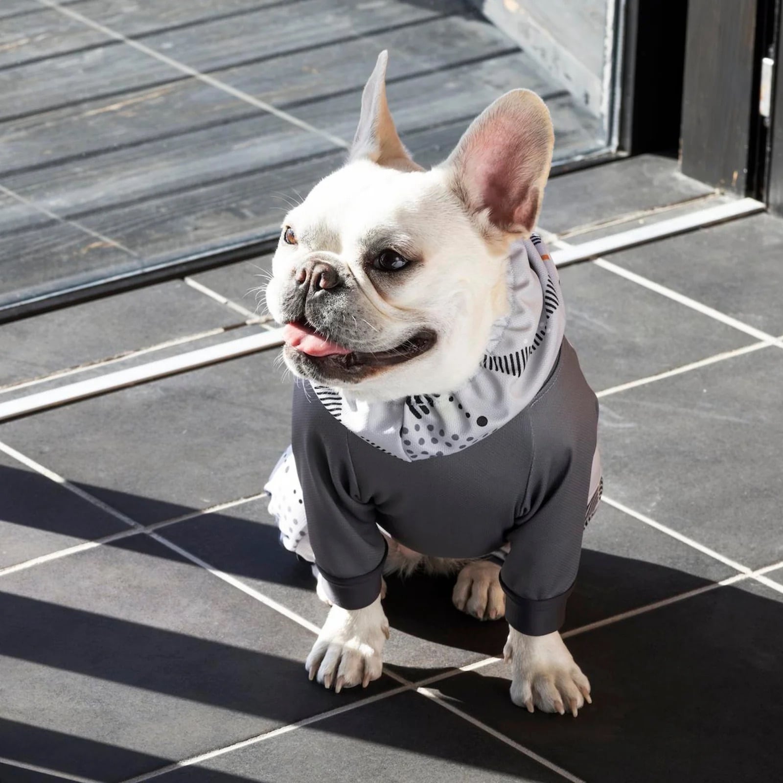 アルファアイコン 2023モデル 限定 クールドッグガード 本日まで