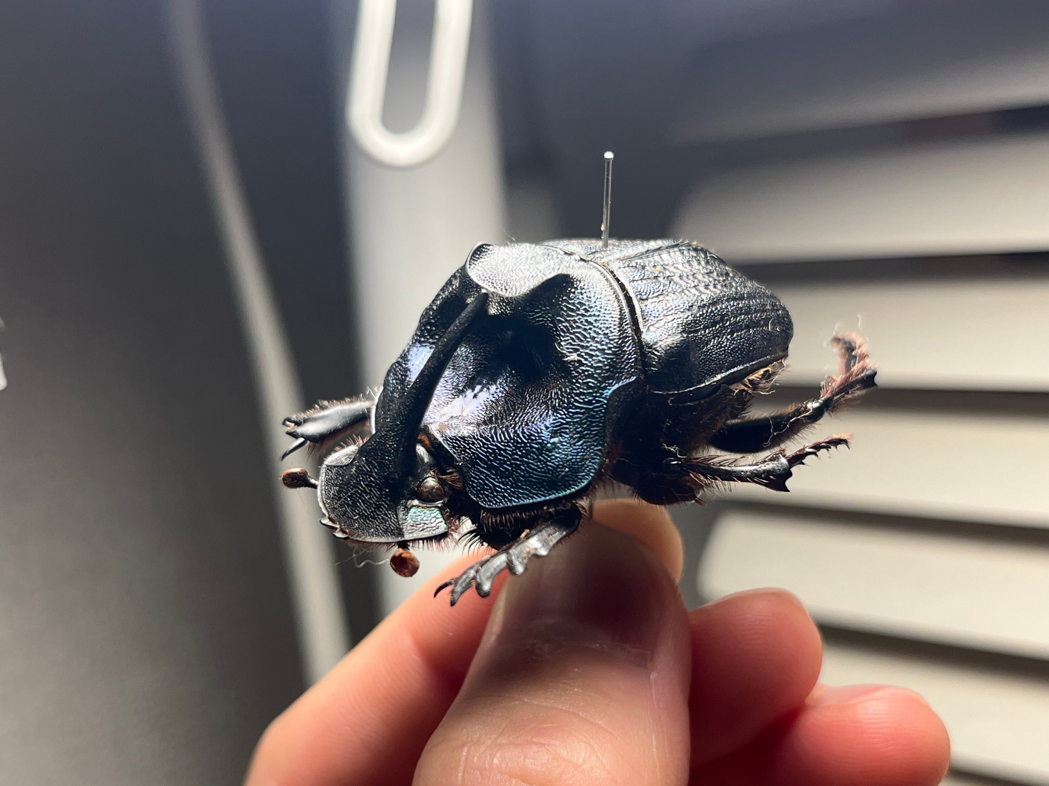 BIG】シリキレグモ トラップドアスパイダー タランチュラ ムカデ 昆虫