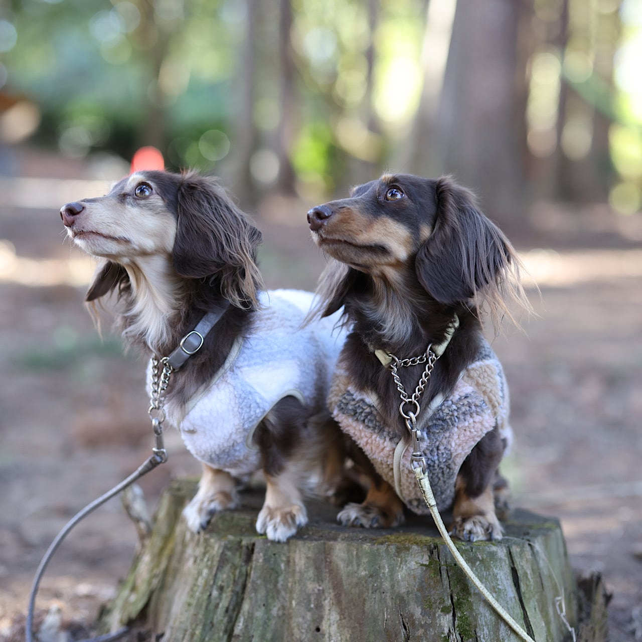 袖なし | カニンヘンダックスとミニチュアダックス専門のお洋服web