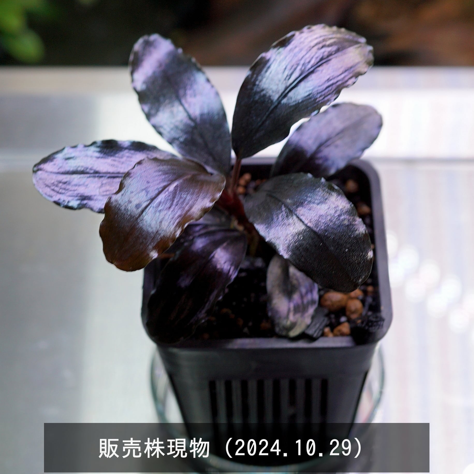 A*I様 Bucephalandra sp. 