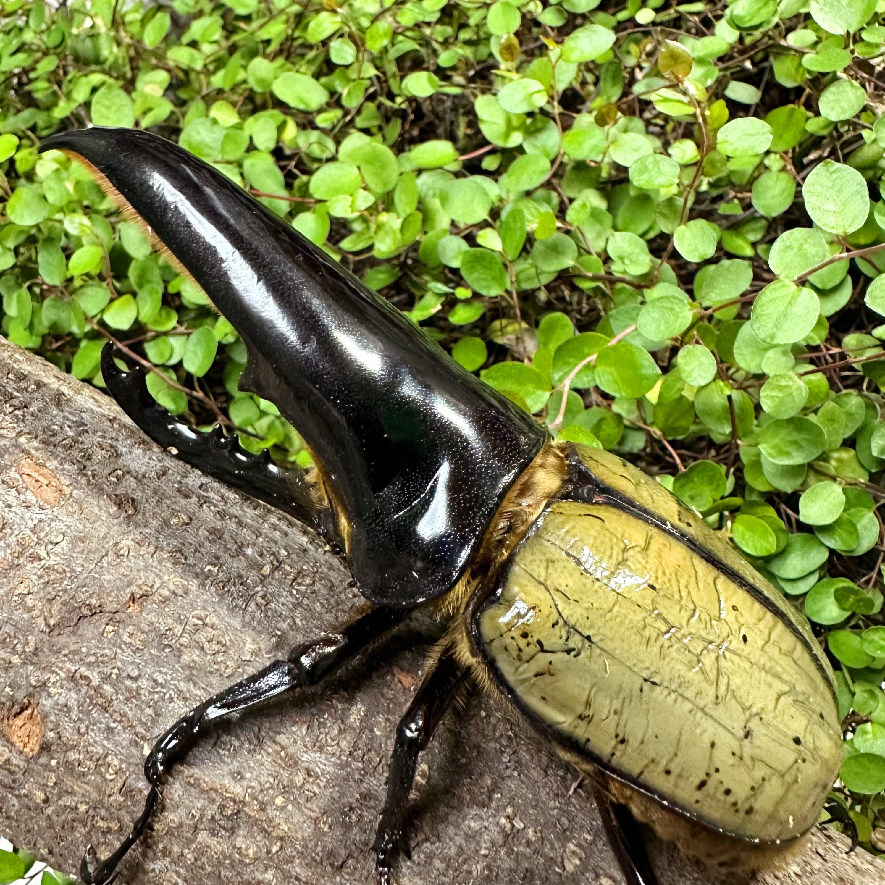 ヘラクレスオオカブトの特大標本 D.hヘラクレス 大型 野外標本