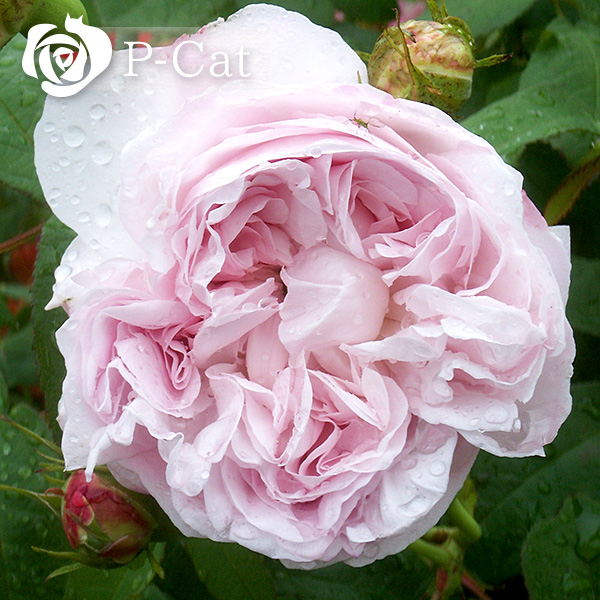 ジュノー Juno ｜ ピーキャットローズショップ