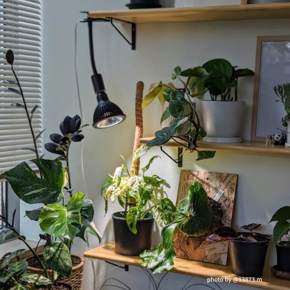 NEO AMATERAS LED 20W】BULB E26 CCT: 5900K – BARREL PLANT LIGHT