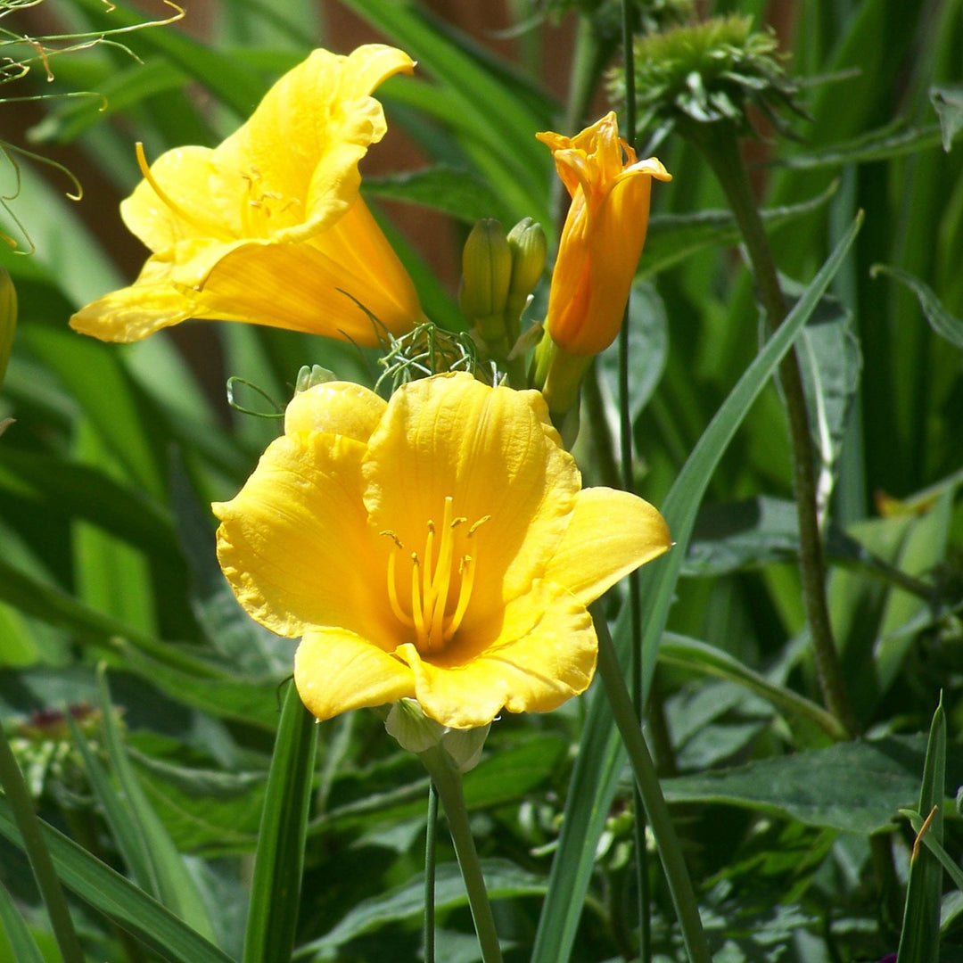 Buy Daylily 'Stella d' Oro' Online | Yellow Flower Perennial – Bay