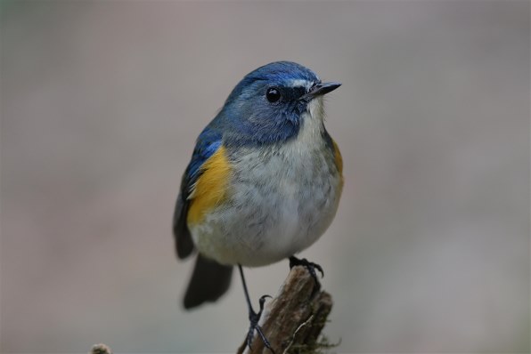 ニコン AI AF-S Nikkor 300mm f/4D IF-ED [ライトグレー]で撮影された