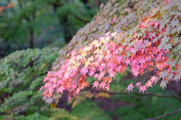 作例です』 富士フイルム フジノンレンズ XF60mmF2.4 R Macro の