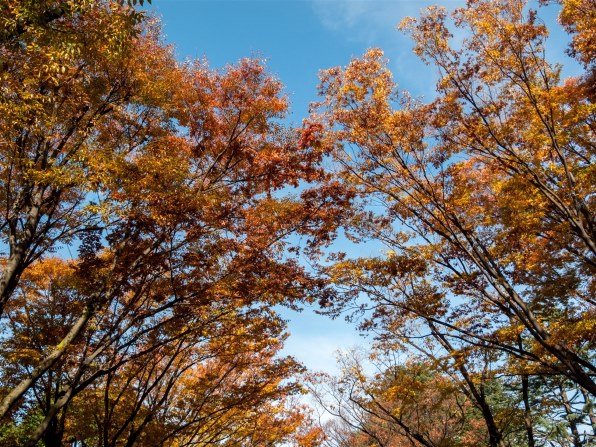 G10・作例/雑談スレ（ 2016/12→In My Hat Full Of Stars ）』 CANON