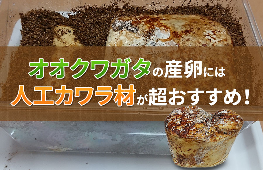 オオクワガタの産卵には人工カワラ材が超おすすめ！セット方法など紹介