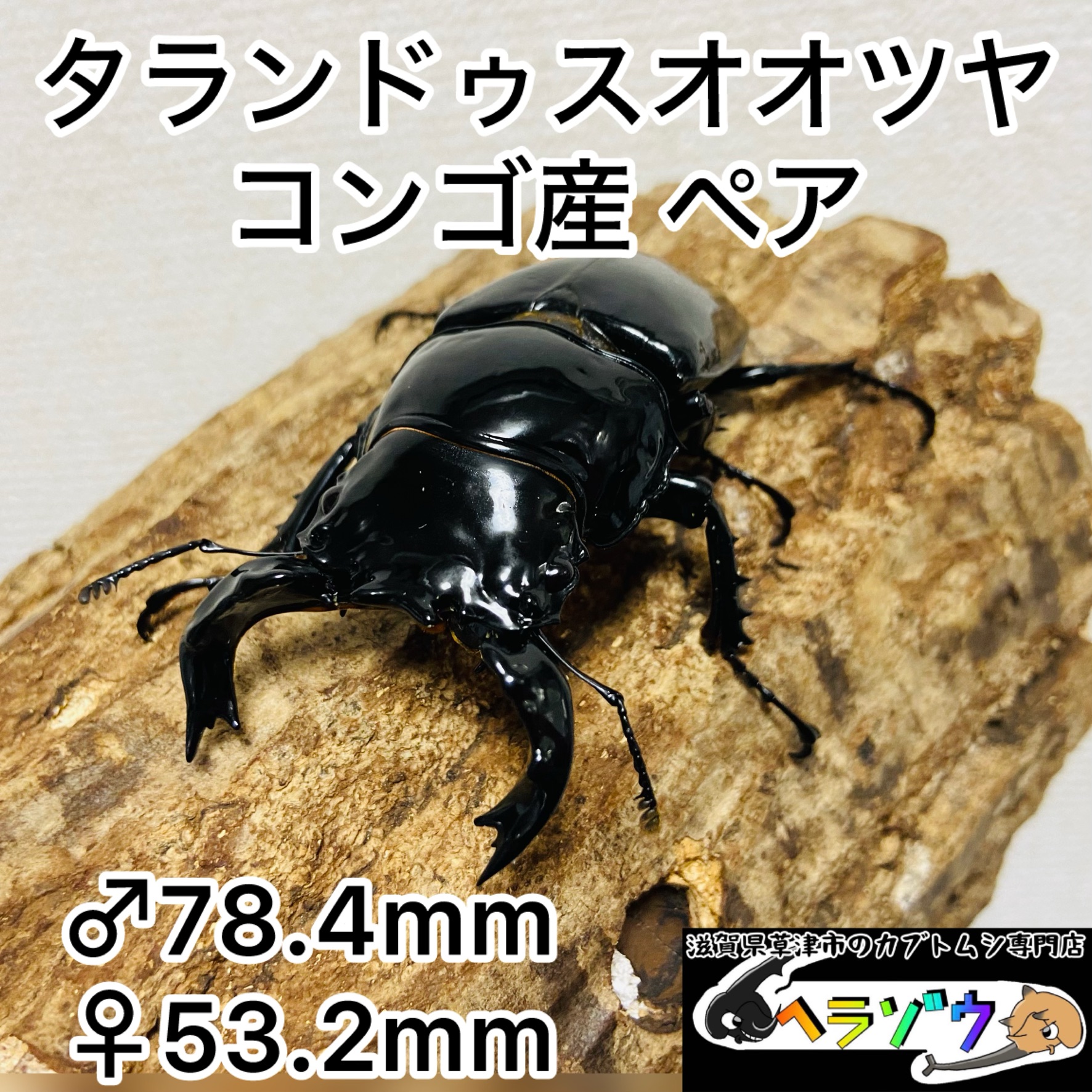 最終値下げ タランドゥスオオツヤクワガタ 89mmUPトリオ 最終値下げ