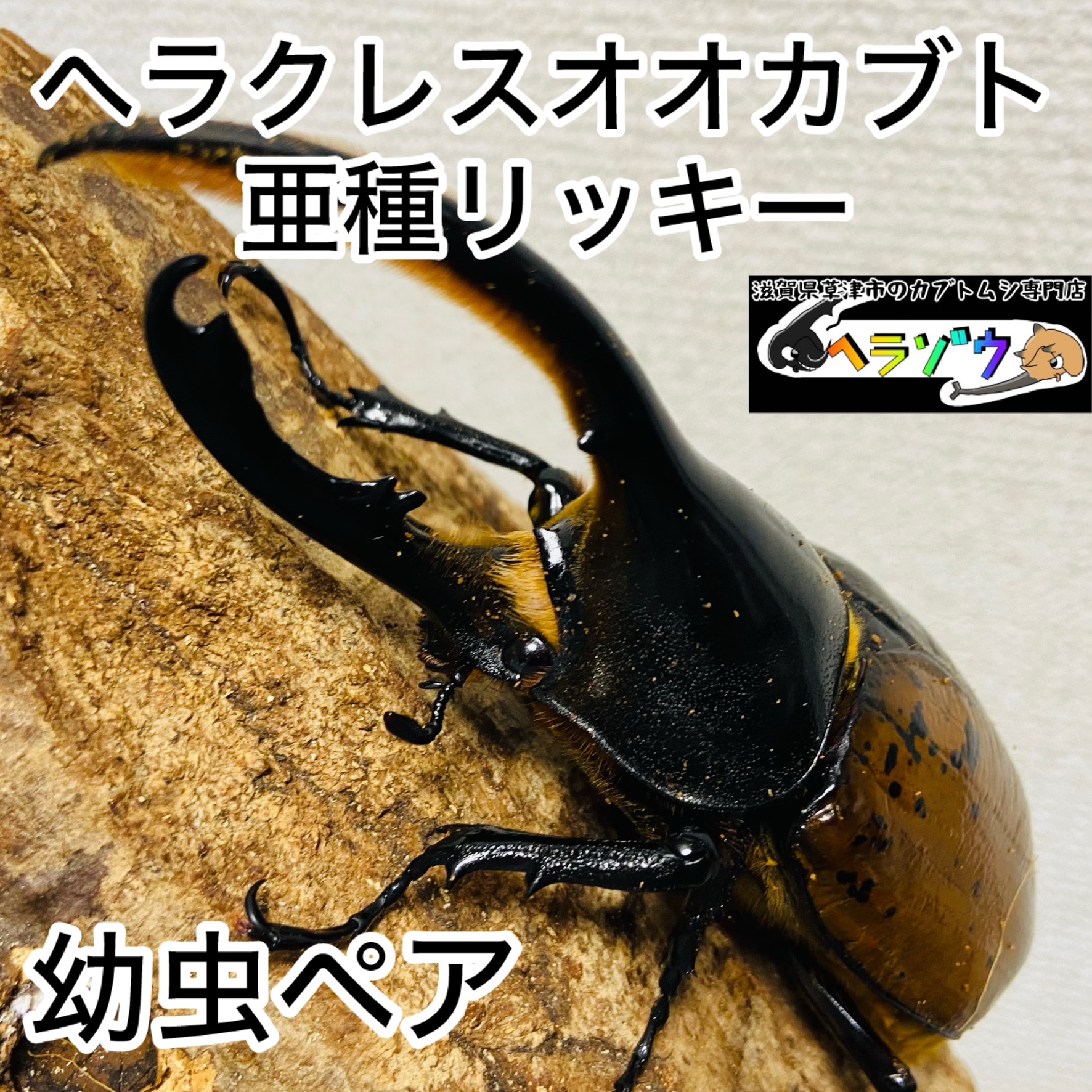 ヘラクレスオオカブト 亜種リッキー 幼虫 ペア - ヘラゾウ