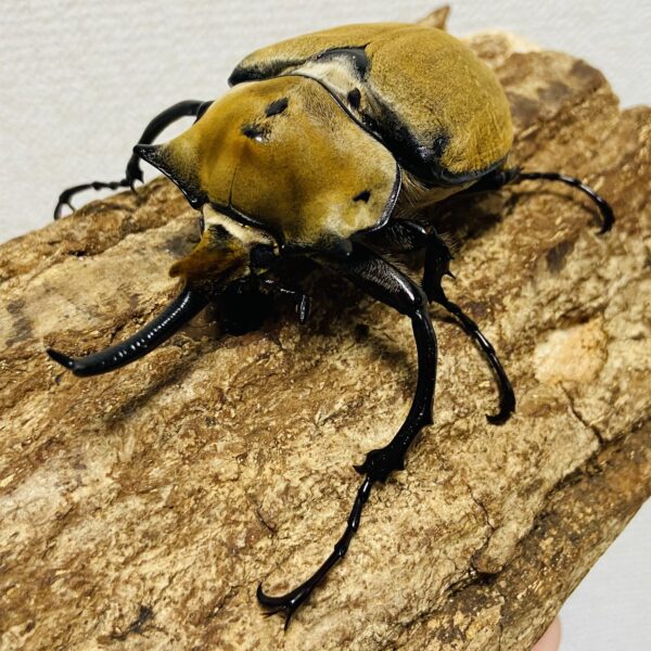 エレファス オキシデンタリス♂ 標本 レア種！標本 エレファス・オキシ