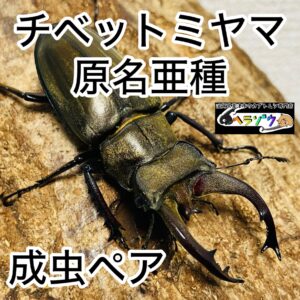 アクベシアヌスミヤマクワガタ 幼虫 3匹 (ヨーロッパミヤマクワガタ 亜