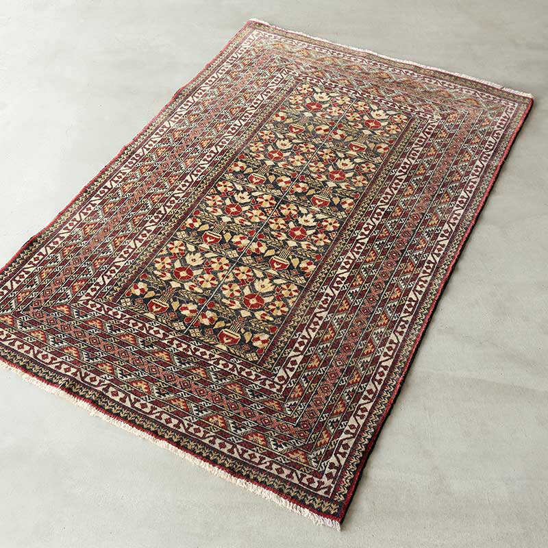 大型】パルナシウス・ジャクモンティ （1オス・アフガニスタン産