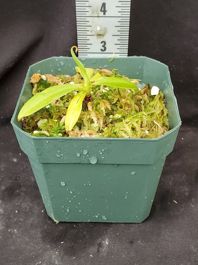 Nepenthes merrilliana x (maxima x talangensis) BE 3942 – Bergen