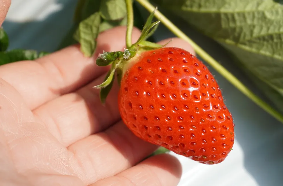 株式会社ベリーろーど