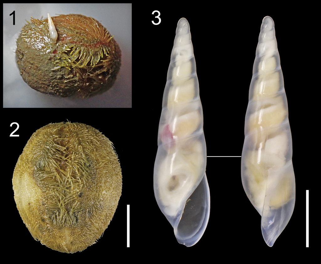 貝殻 Coluzea Juliae 貝殻 Coluzea Juliae