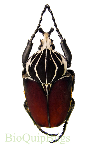 標本 Goliathus goliatus apicalis 85mm CONGO Goliath Beetle