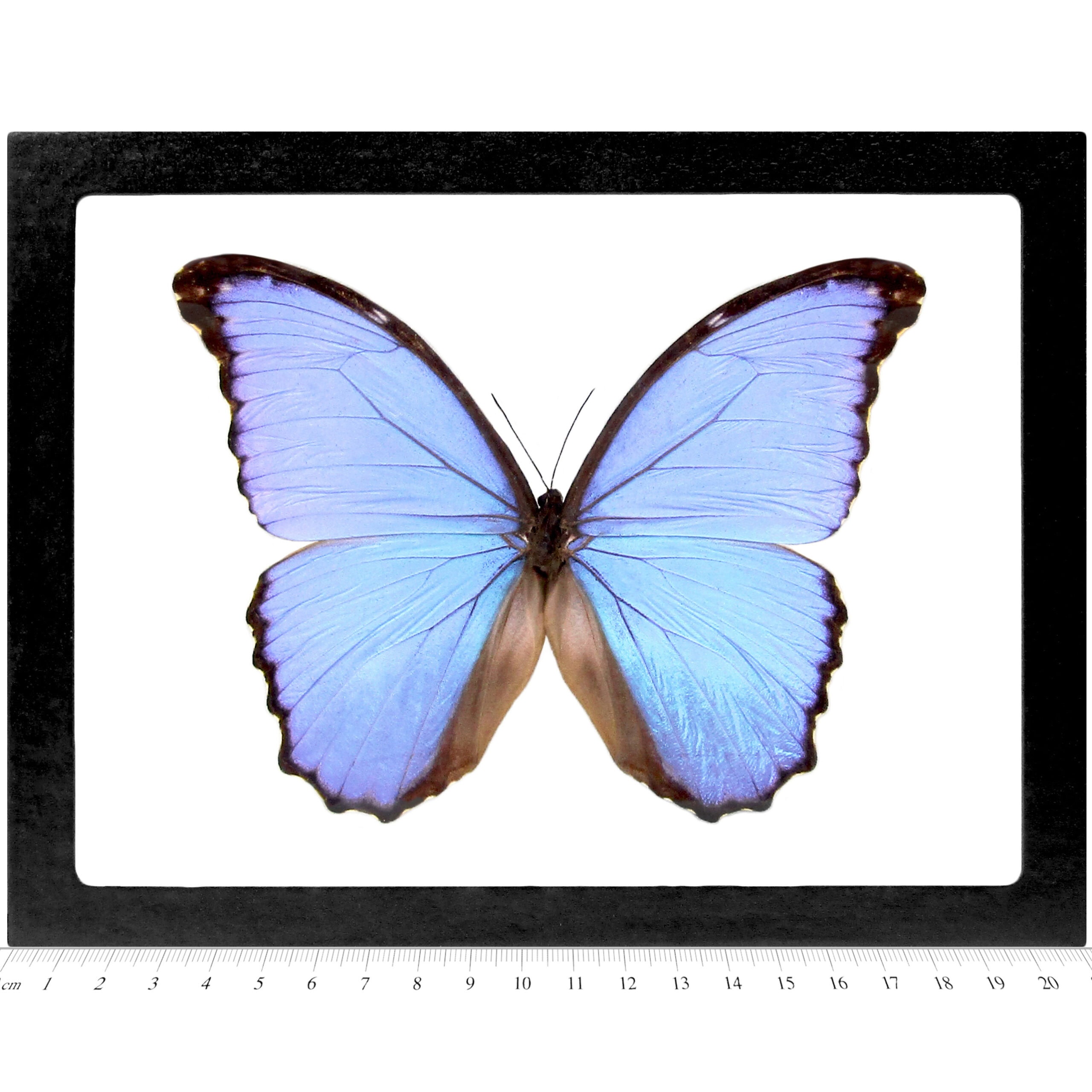 Morpho godarti asarpai 