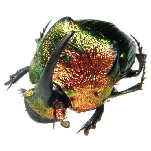 BicBugs Phanaeus mexicanus MALE red green scarab beetle Guatemala