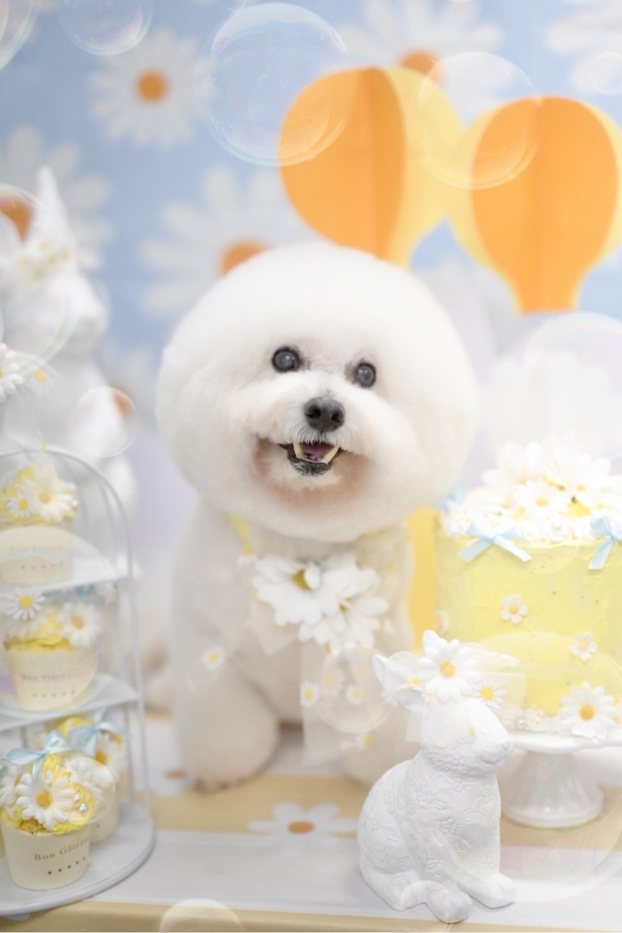 ご長寿表彰 |コンテンツ| ビションフリーゼフェスティバル公式サイト