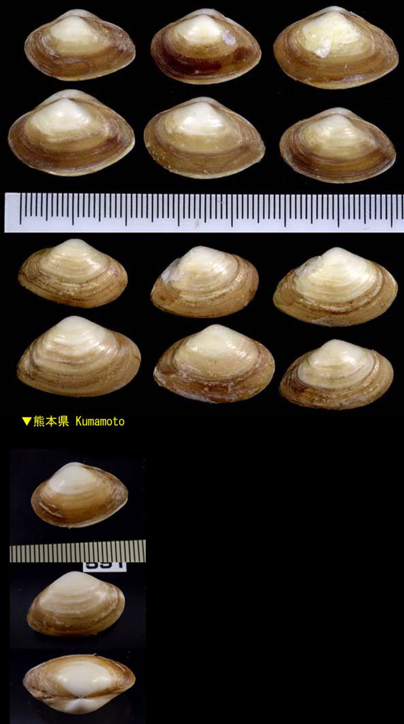 貝殻 Melapium Elatum 深海の形 貝殻 Melapium Elatum 深海の形