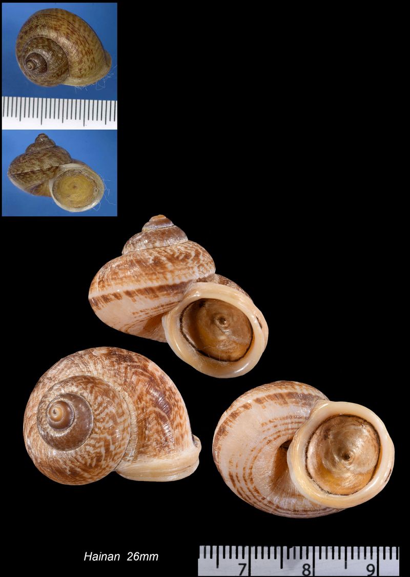 希少ブローチハムシ最大種！ Physonota dilatata.? 【公式通販】