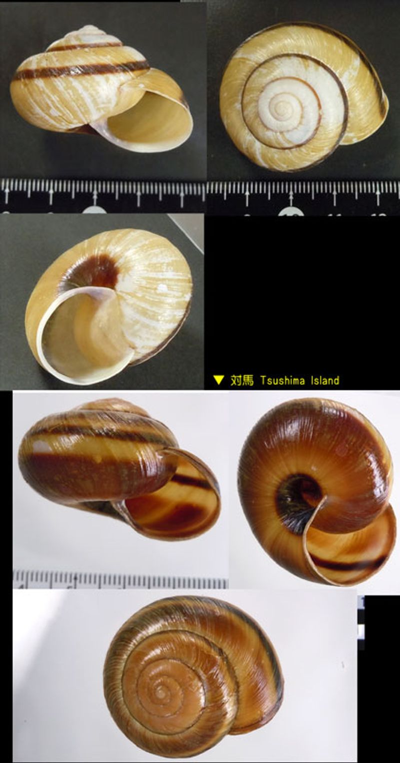 かたつむりの世界 マイマイ属 マイマイ属 - Wikipedia