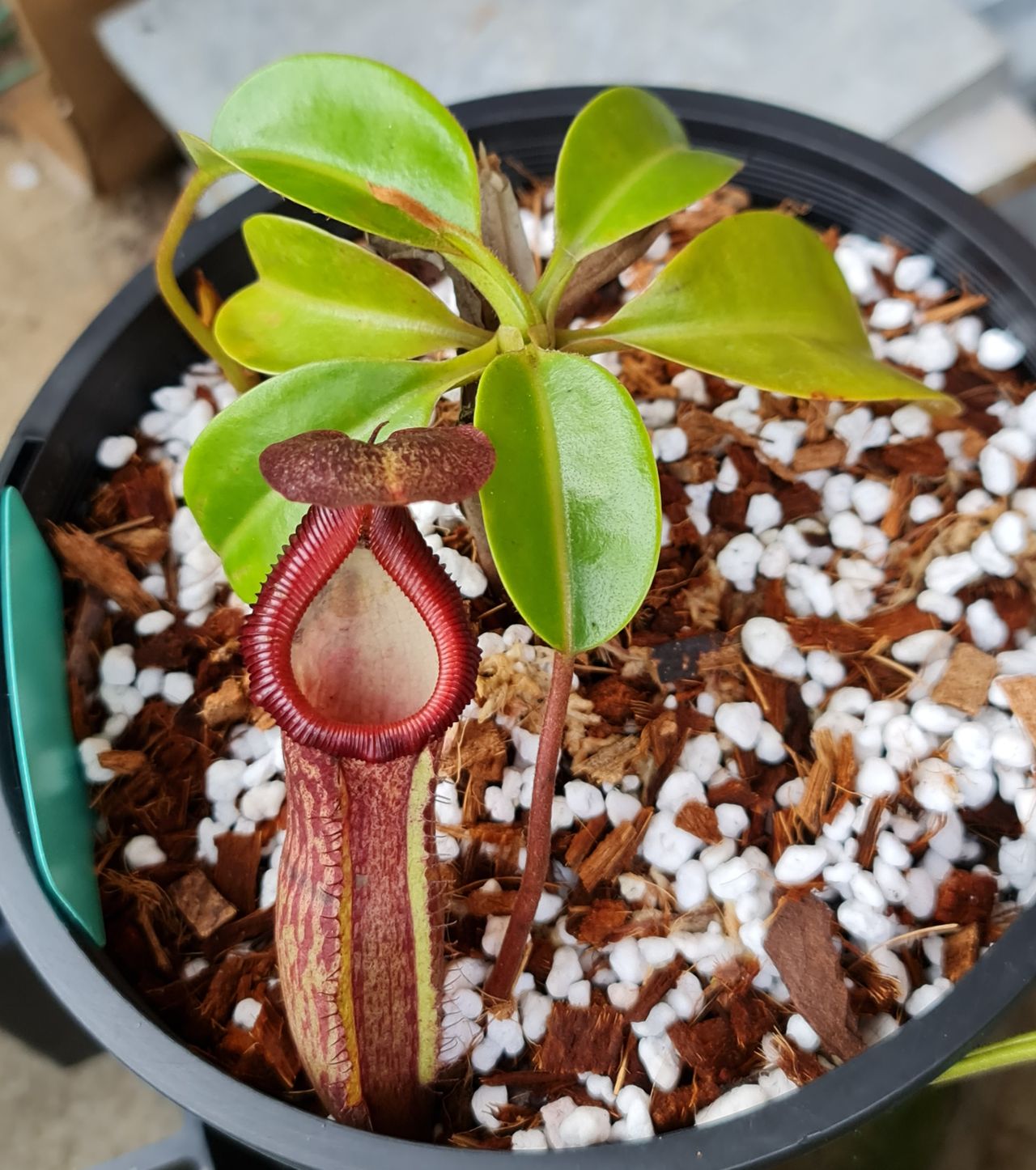 XN005 Nepenthes x (maxima x trusmadiensis) – Bitey Plants