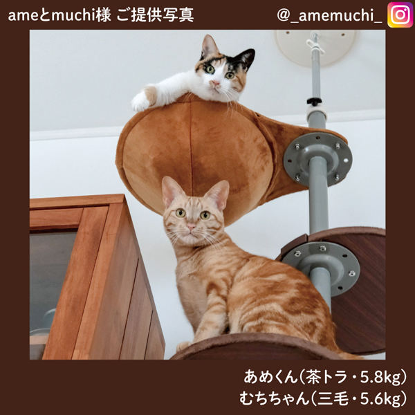 ボンビアルコン オンラインショップ / キャットポール