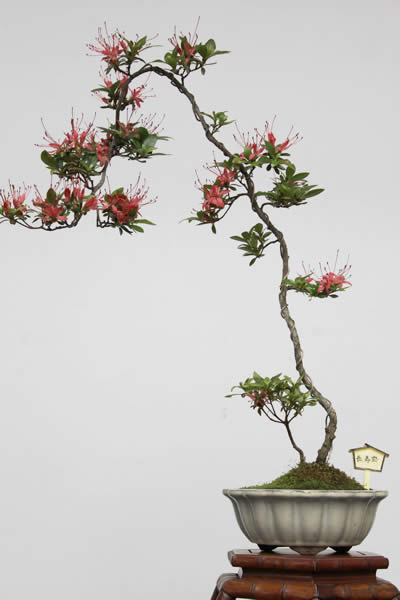 サツキ（中）百花繚乱 丹精した名花ずらり | 盆栽 | 四国新聞社