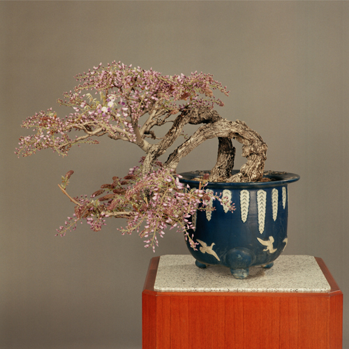 本 盆栽 鉢 水盤 皇居 盆栽、本、皇居の盆栽 皇居の盆栽 THE IMPERIAL