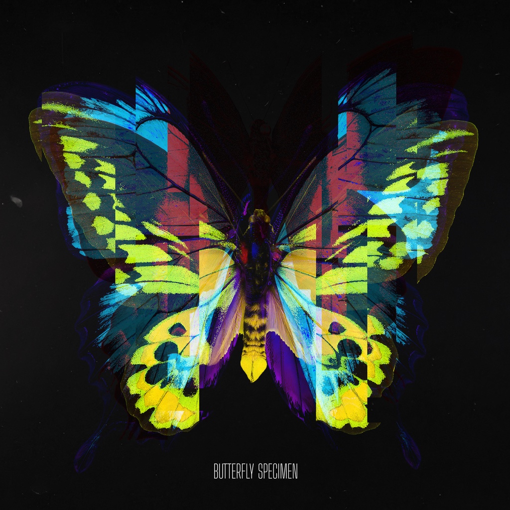 購入 ☆『まみふぁ様専用☆ムラサキシキブジャノメチョウ ♂標本 昆虫