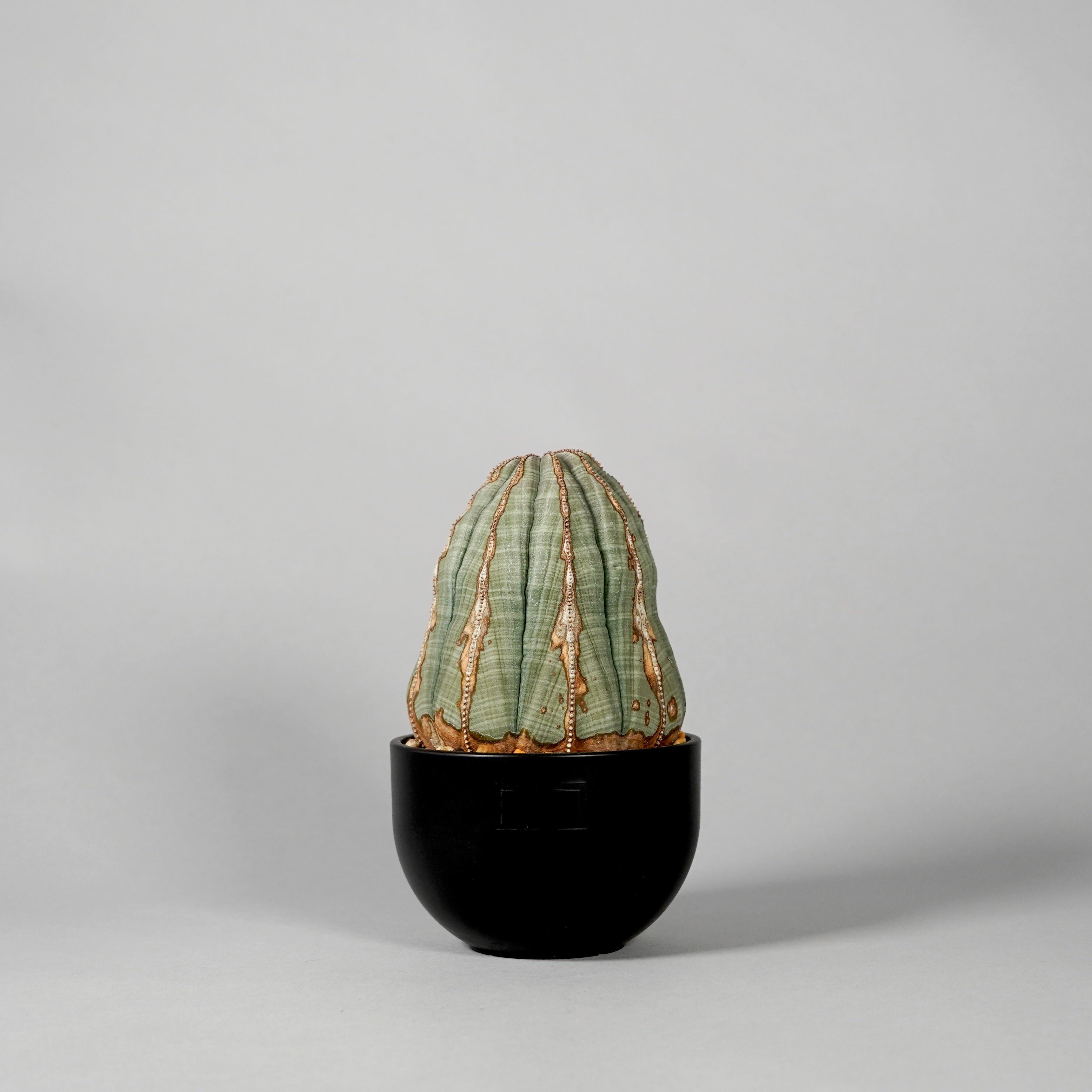 ボタナイズ バナケン 点描画 絵 ポスター 塊根植物 サボテン 数量限定