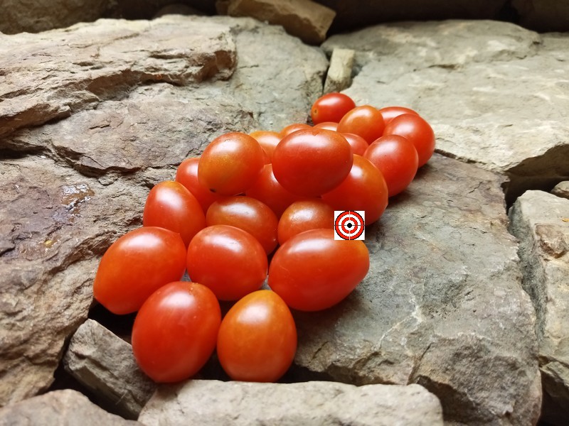 Reverend Michael Keyes Tomato-Dean Slater-Bounty Hunter Seeds