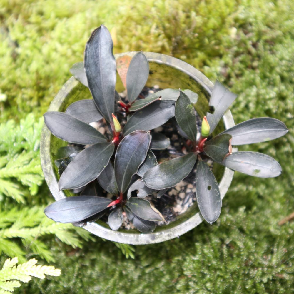 Bucephalandra Gray ブセファランドラ sp.パールグレイTB