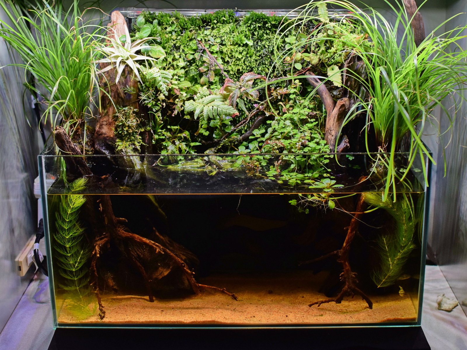 AJ.263 ＆ 俺のテラリウム - FOX SENCE